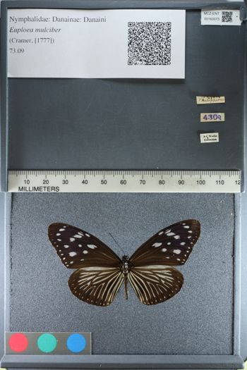Media type: image;   Entomology 160073